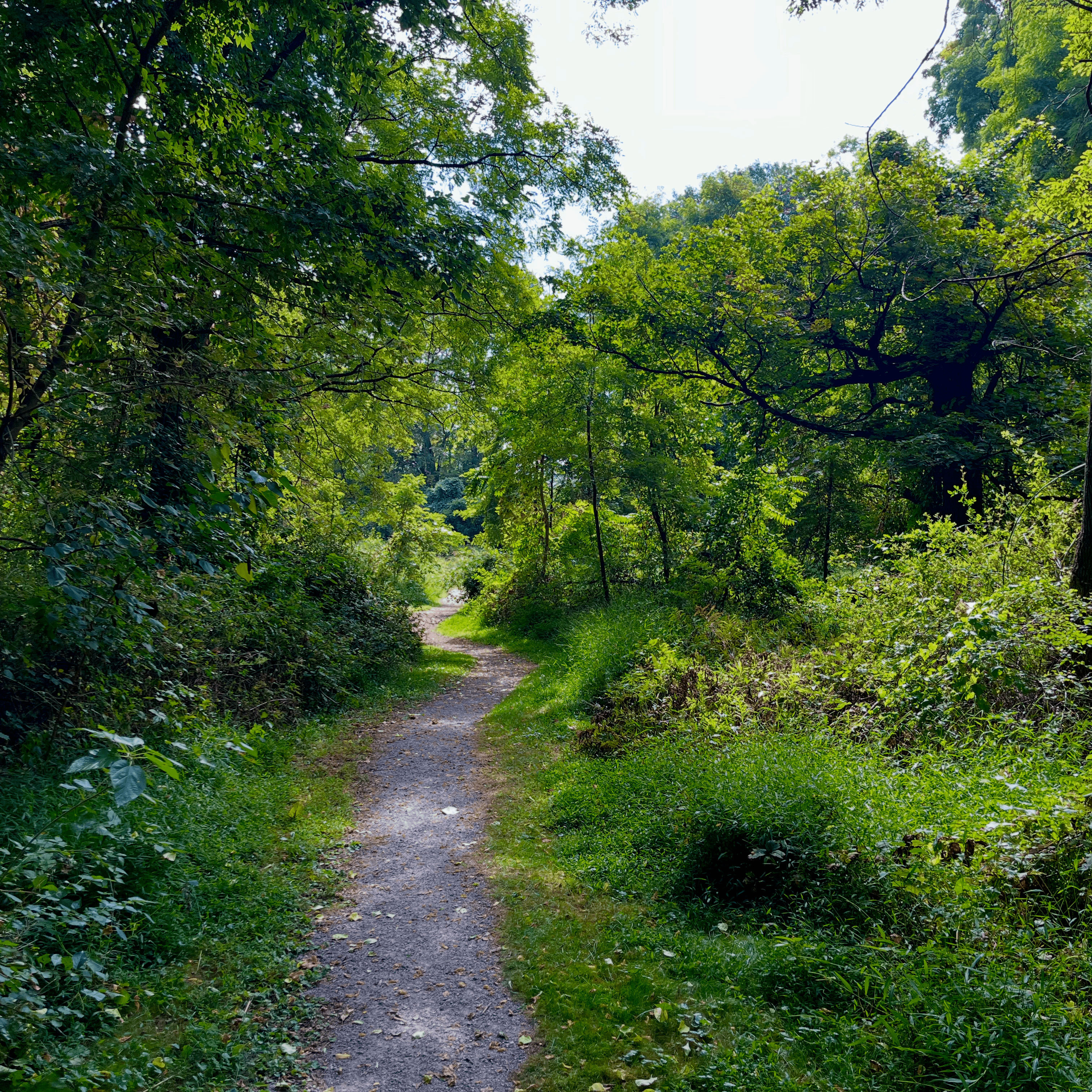 Forest background